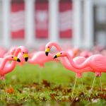 Plastic lawn flamingos on Bascom Hill